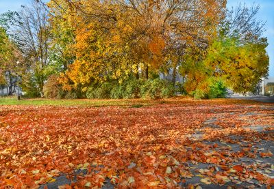 Benefits of Leaf Removal