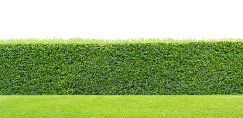 Hedge Installation
