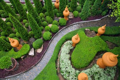 Shrubs